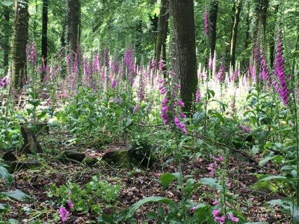 foxgloves